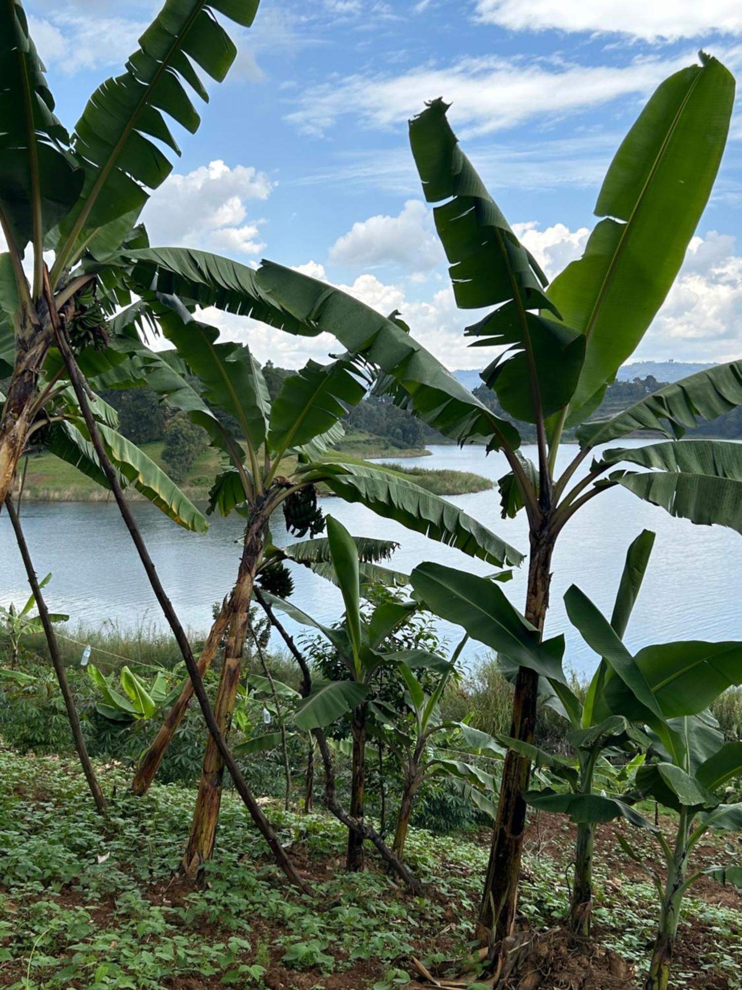 Itambira Island, Seeds Of Hope Kabale Екстериор снимка